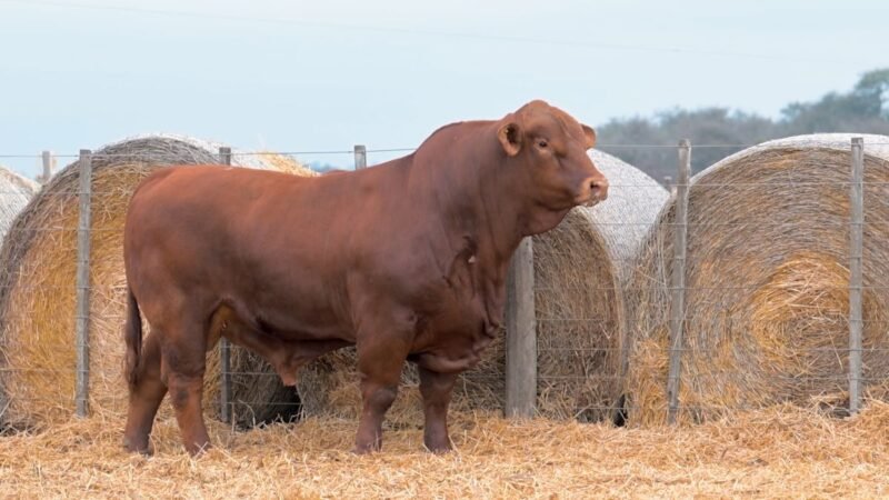 LOTE 3A RP 449 CABAÑA DON PANCHO