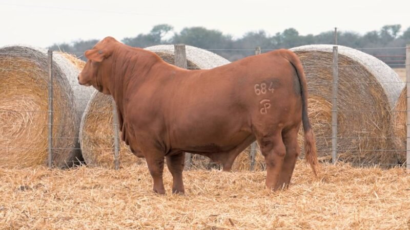 LOTE 6 RP 684 CABAÑA DON PANCHO