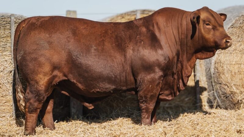 LOTE 1 RP 475 CABAÑA DON PANCHO