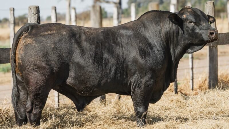 LOTE 10B RP T4 CABAÑA LA AGUADA DE ALMARÁ