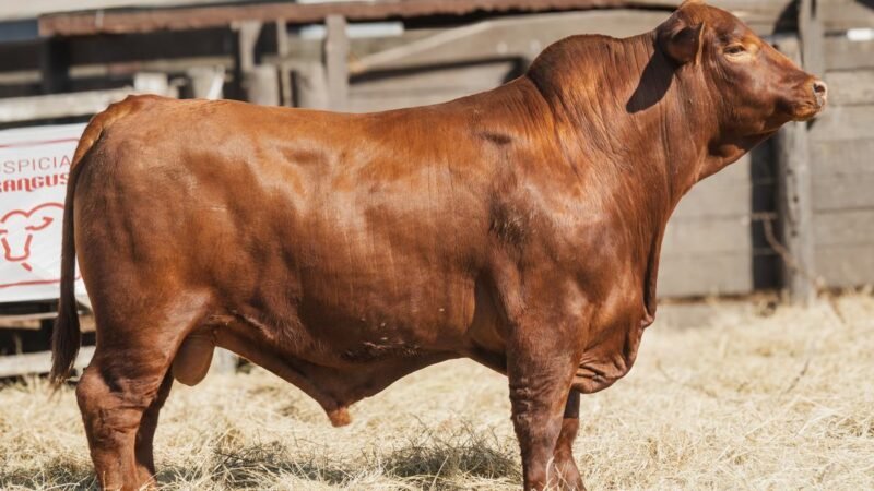 LOTE 11 RP 2272 CABAÑA LA AGUADA DE ALMARÁ