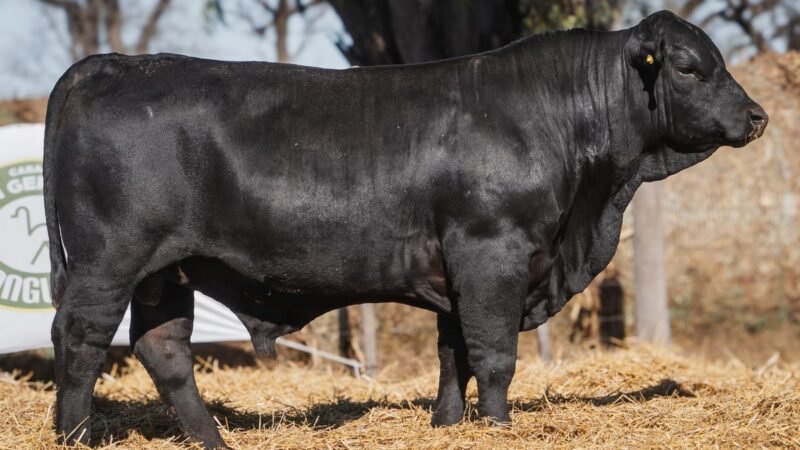 LOTE 13B RP SG. 2223 CABAÑA SAN GERARDO