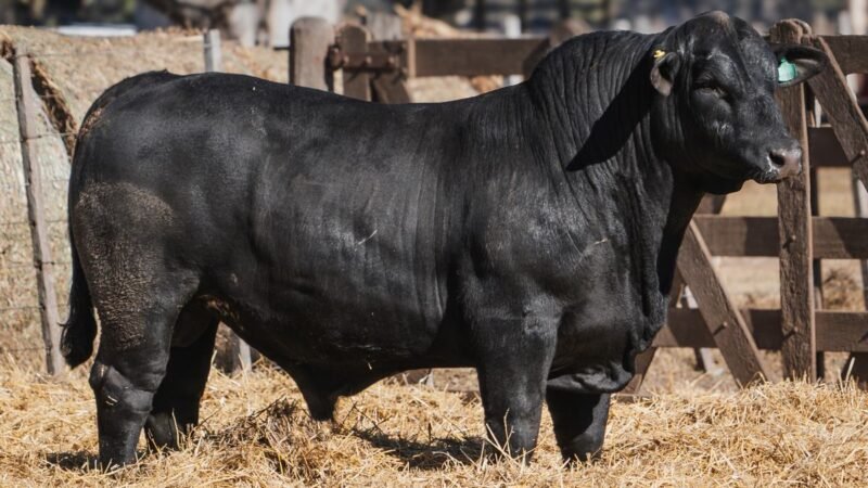 LOTE 13C RP SG. 2217 CABAÑA SAN GERARDO