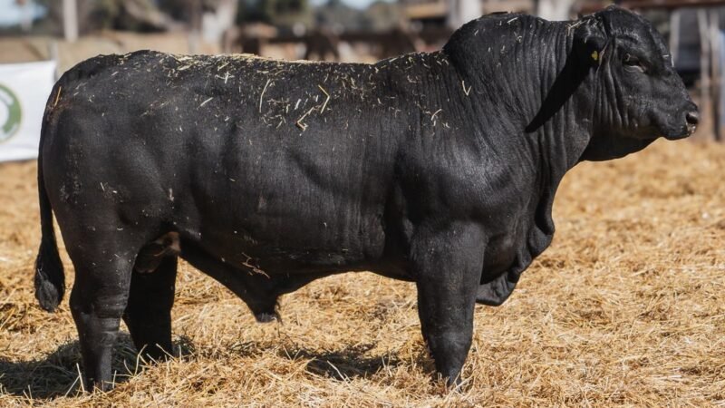 LOTE 14C RP SG. 2233 CABAÑA SAN GERARDO