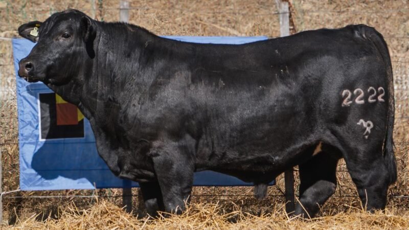 LOTE 15A RP SG. 2222 CABAÑA SAN GERARDO