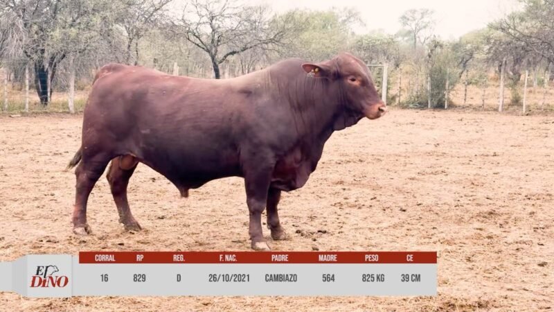 LOTE 16 RP 829 CABAÑA EL DINO