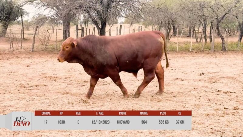 LOTE 17 RP 1030 CABAÑA EL DINO