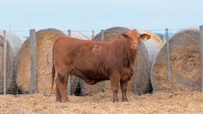 LOTE 19 RP 664 CABAÑA DON PANCHO