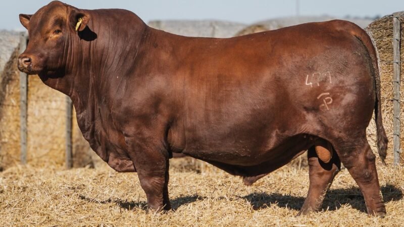 LOTE 2 RP 471 CABAÑA DON PANCHO