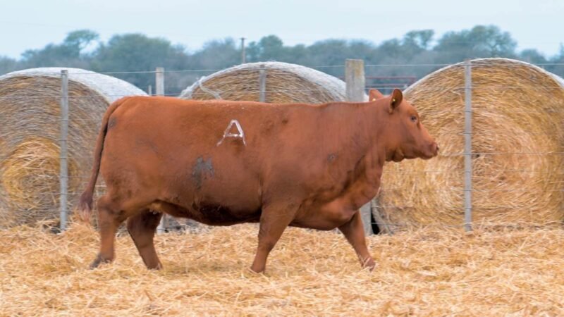 LOTE 20 RP 657 CABAÑA DON PANCHO