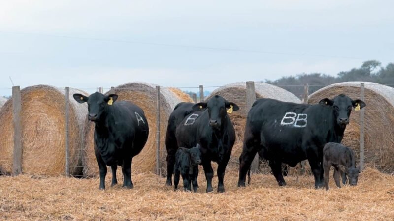 LOTE 21A RP 687 CABAÑA DON PANCHO