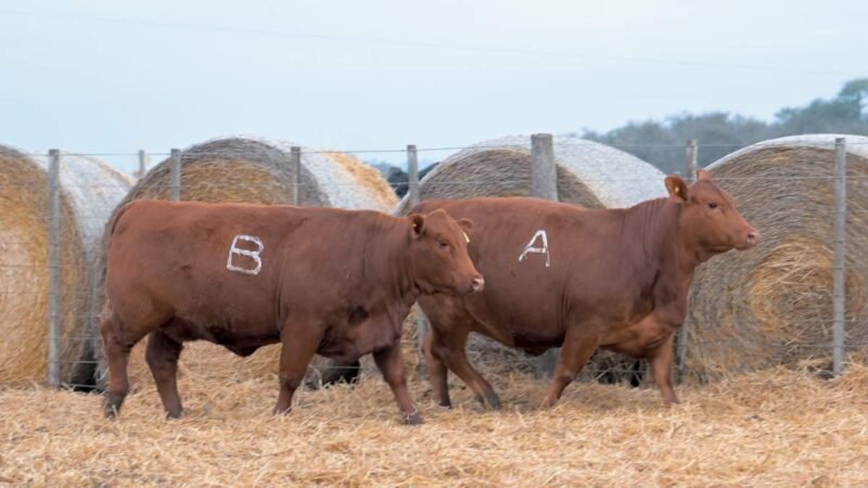 LOTE 22A RP 675 CABAÑA DON PANCHO