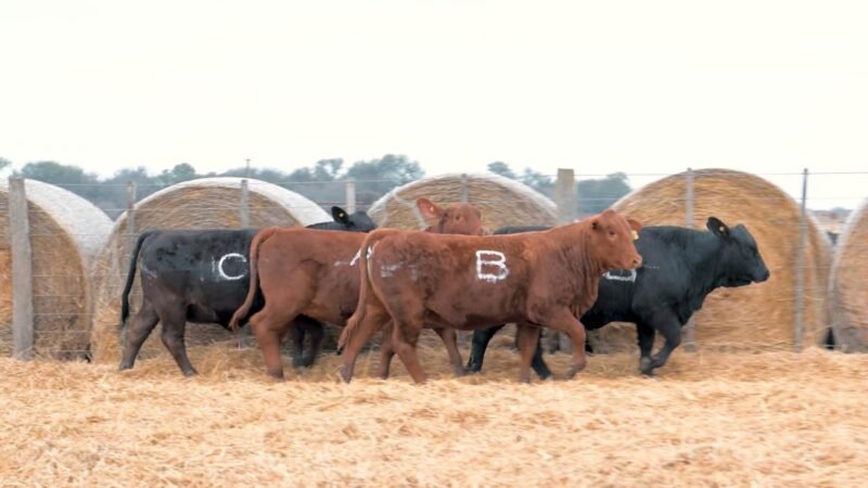 LOTE 24BB RP 836 CABAÑA DON PANCHO