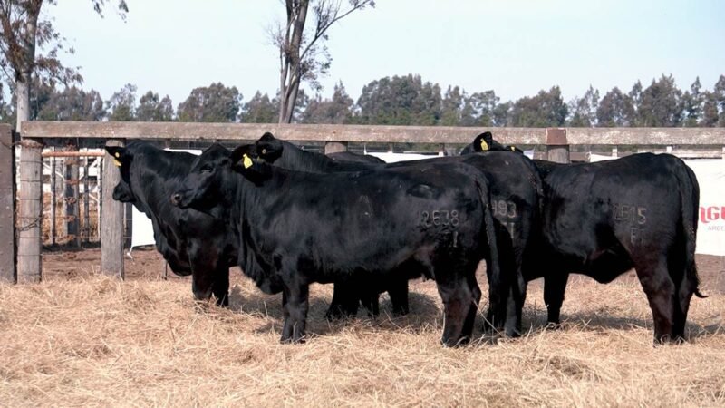 LOTE 26 RP 2483 CABAÑA LA AGUADA DE ALMARÁ