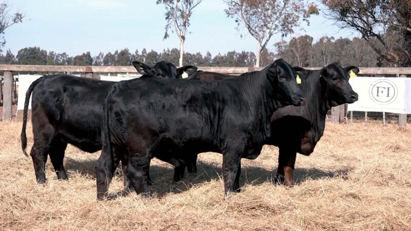 LOTE 28 RP 2503 CABAÑA LA AGUADA DE ALMARÁ