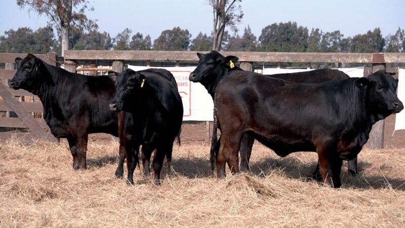 LOTE 29 RP 2431 CABAÑA LA AGUADA DE ALMARÁ