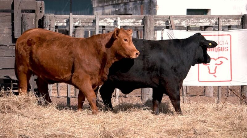 LOTE 30 RP 2579 CABAÑA LA AGUADA DE ALMARÁ