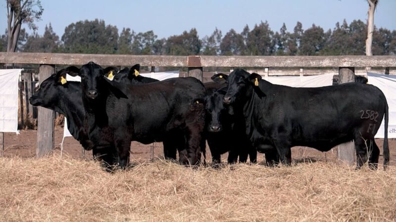 LOTE 31 RP 2495 CABAÑA LA AGUADA DE ALMARÁ