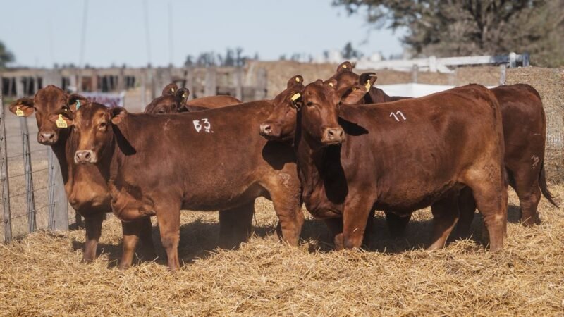 LOTE 32 RP 22753 CABAÑA SAN GERARDO