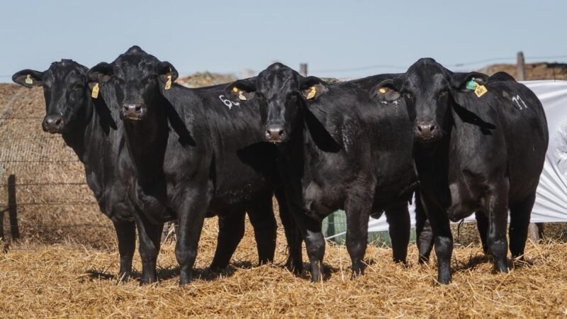 LOTE 36 RP 23871 CABAÑA SAN GERARDO