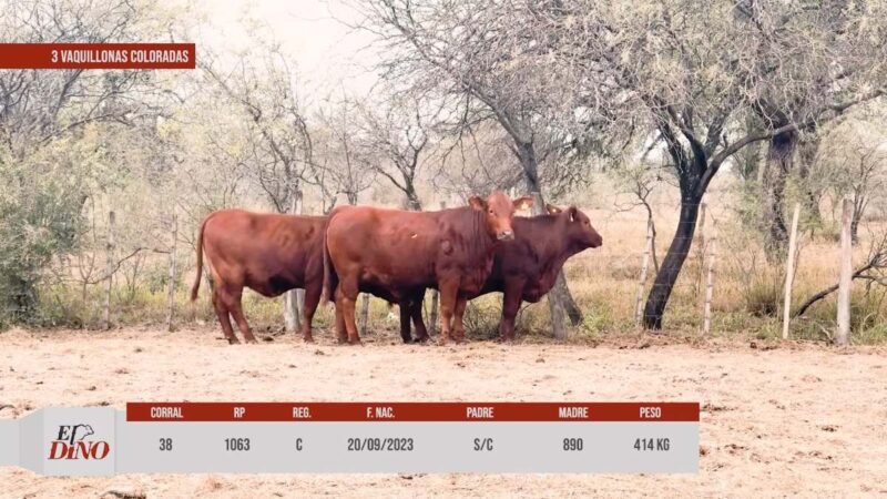 LOTE 38 RP 1039 CABAÑA EL DINO