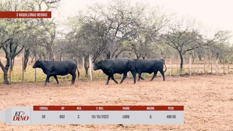 LOTE 39 RP 892 CABAÑA EL DINO