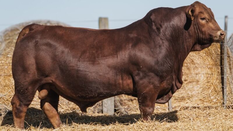 LOTE 3B RP 510 CABAÑA DON PANCHO