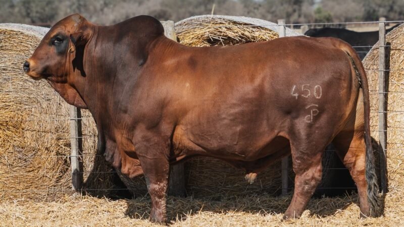 LOTE 4A RP 450 CABAÑA DON PANCHO