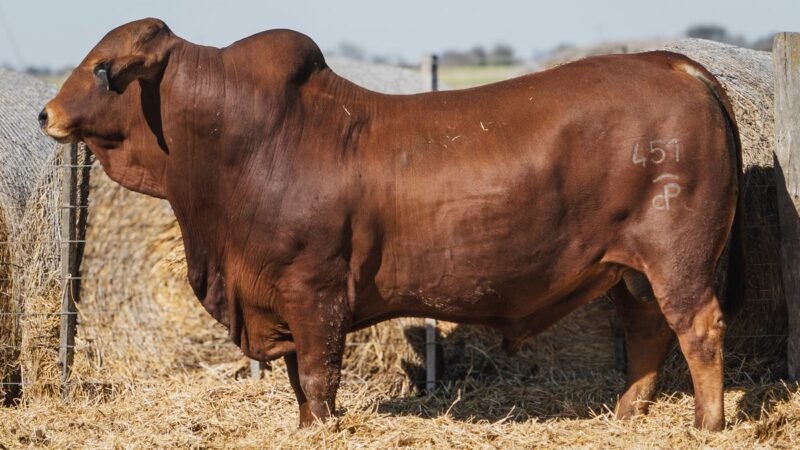 LOTE 4B RP 451 CABAÑA DON PANCHO