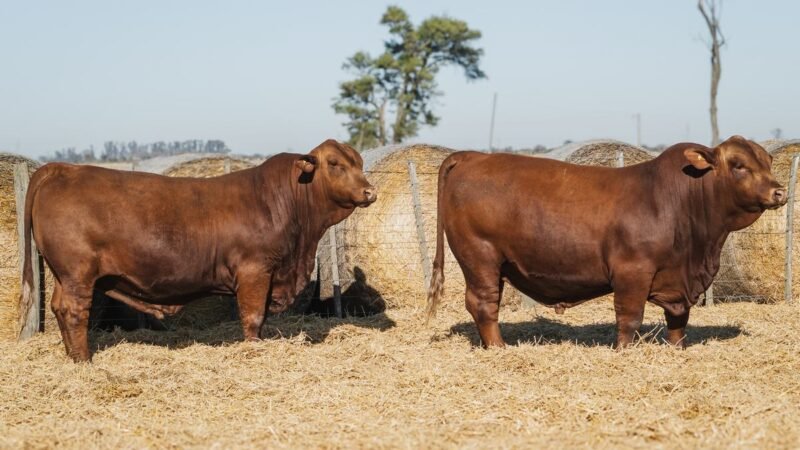 LOTE 5A RP 617 CABAÑA DON PANCHO