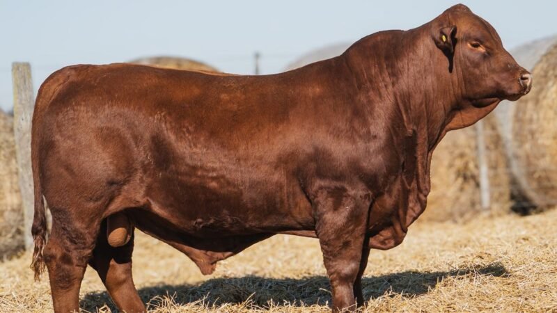 LOTE 7A RP 656 CABAÑA DON PANCHO