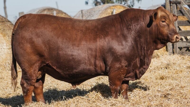 LOTE 7B RP 667 CABAÑA DON PANCHO