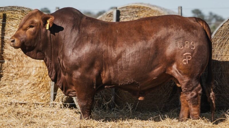 LOTE 8 RP 689 CABAÑA DON PANCHO