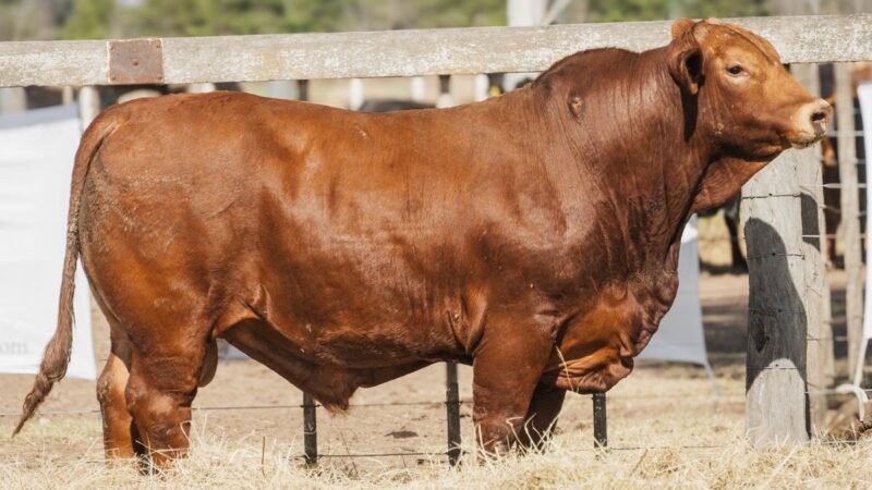 LOTE 9A RP 2174 CABAÑA LA AGUADA DE ALMARÁ