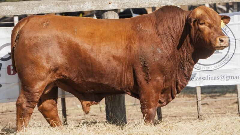 LOTE 9B RP 2266 CABAÑA LA AGUADA DE ALMARÁ